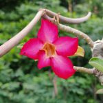 بررسی دوربین Honor 400 با نمونه عکس