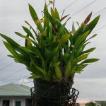 بررسی Honor 400